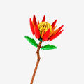 Red Protea flower - Main Image | TheBrickTube
