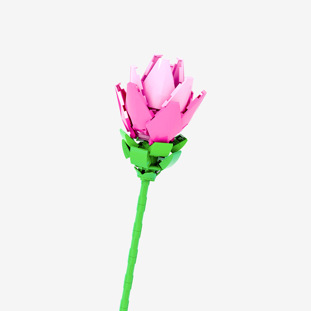 Siam Tulip - Main Image | TheBrickTube